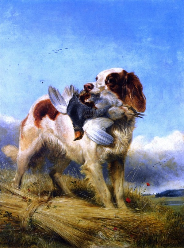 An English Setter Retrieving Partridge by Richard Ansdell